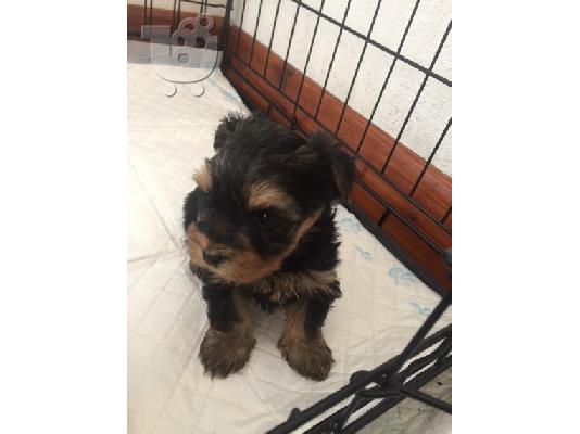 Yorkie kc reg